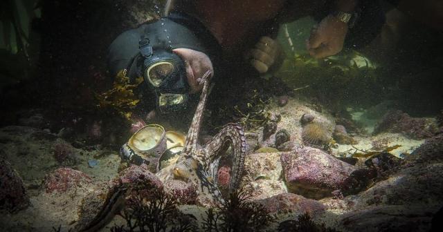 Filmmaker and naturalist Craig Foster bonds with an octopus in a kelp forest off of the coast of Cape Town, South Africa in “My Octopus Teacher.” Cr: Netflix
