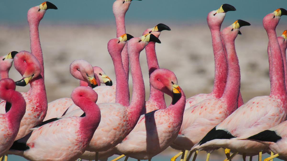 Andean flamingos in “Life in Color with David Attenborough.” Cr: BBC/Netflix