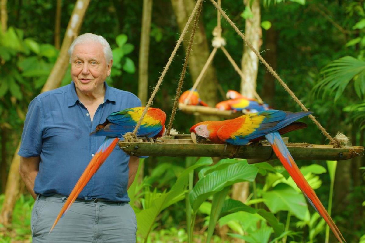 David Attenborough filming “Life in Color with David Attenborough” in Costa Rica. Cr: BBC/Netflix