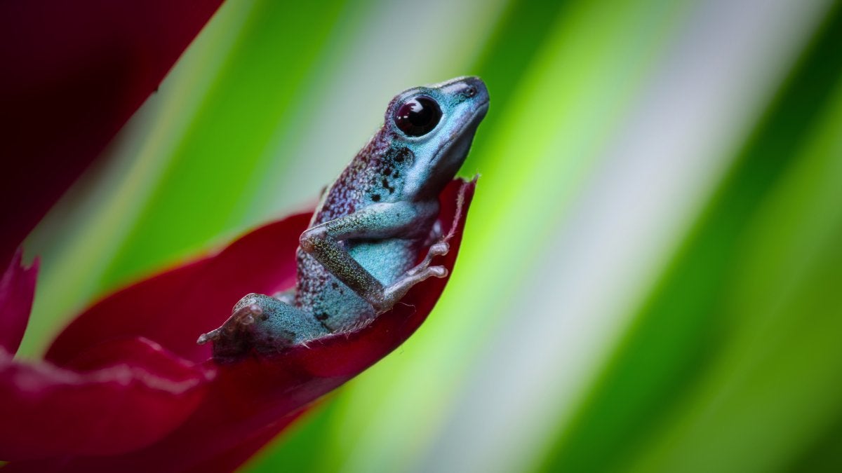 Strawberry poison dart frog in “Life in Color with David Attenborough.” Cr: BBC/Netflix