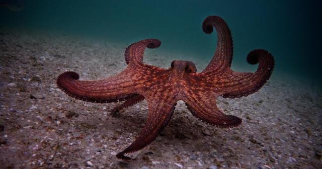 Octopus walking on the sea floor in a kelp forest off of the coast of Cape Town, South Africa in “My Octopus Teacher.” Cr: Netflix