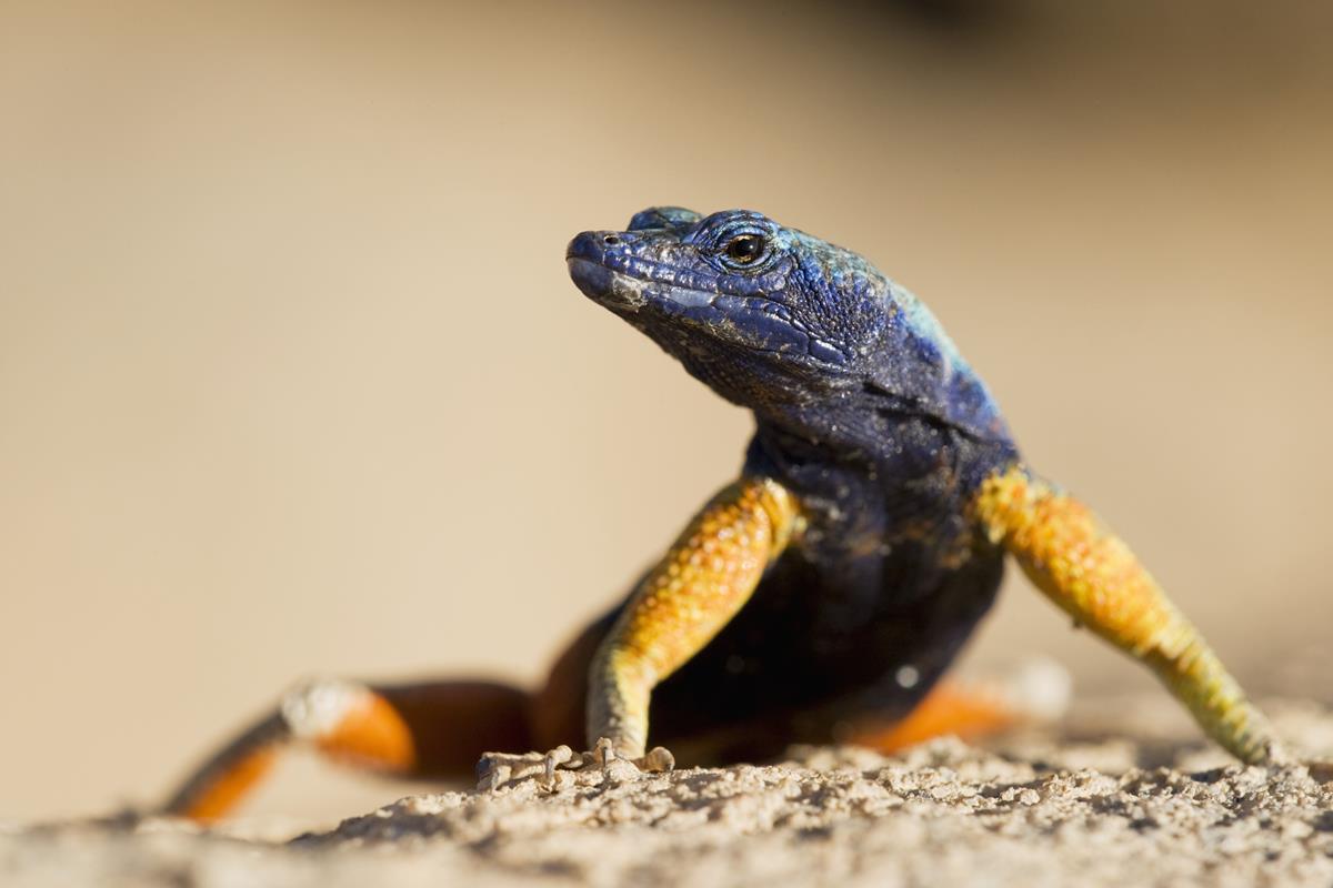 Augrabies Lizard in the series “Life in Color with David Attenborough.” Cr: Netflix