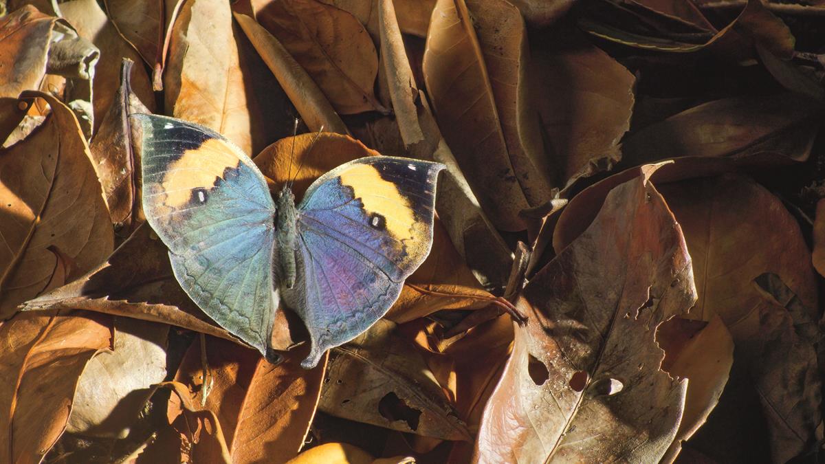 Butterfly in the series “Life in Color with David Attenborough.” Cr: Netflix
