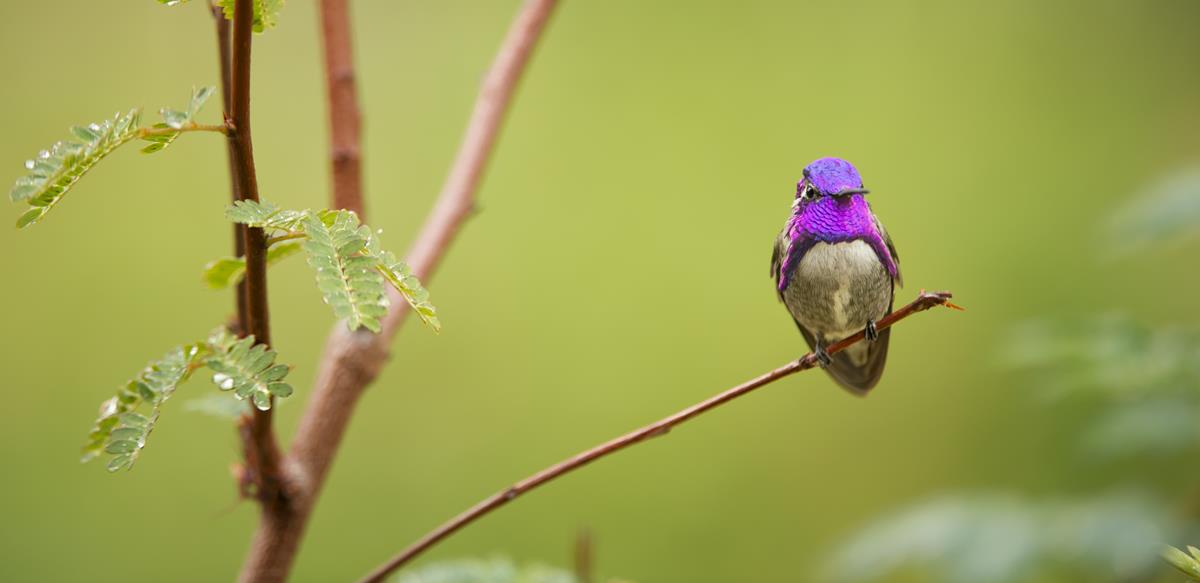 Costas Hummingbird in the series “Life in Color with David Attenborough.” Cr: Netflix
