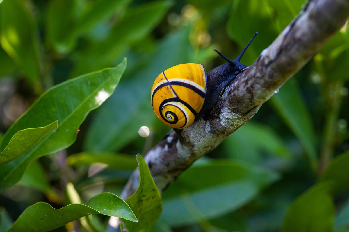 Cuban Snail in the series “Life in Color with David Attenborough.” Cr: Netflix