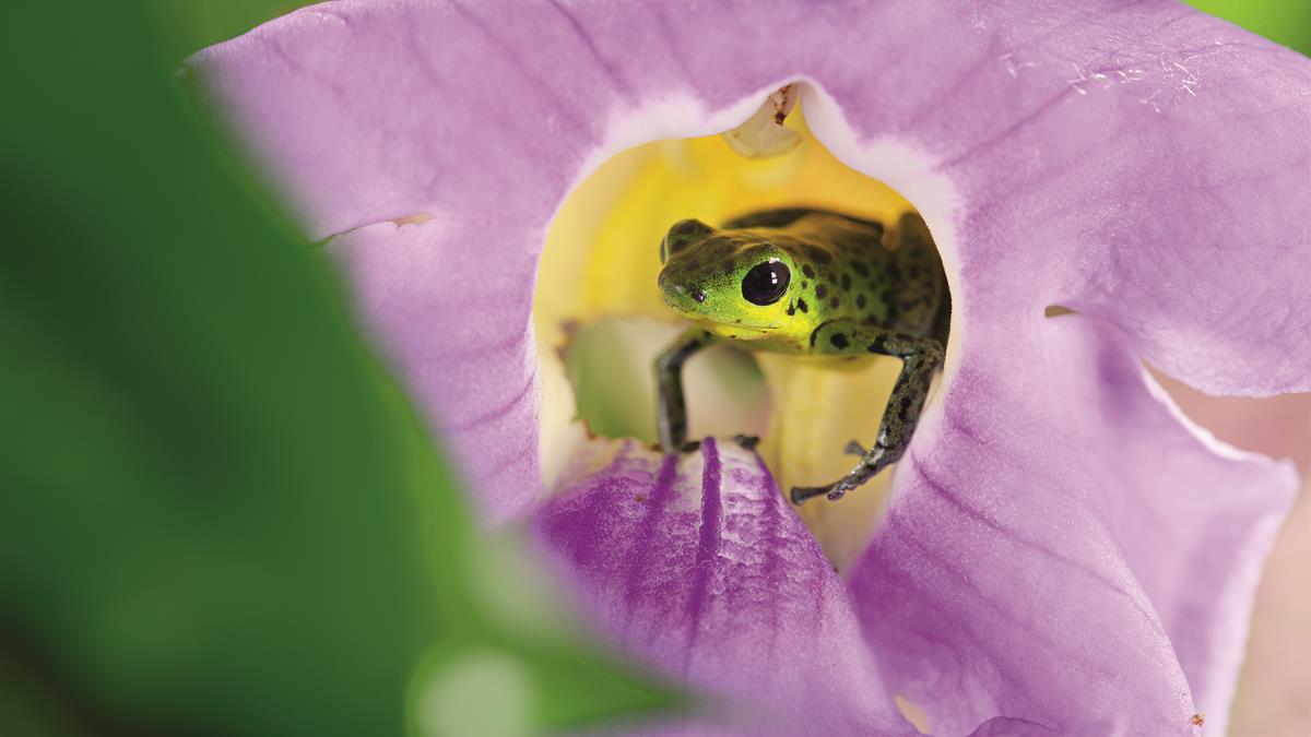 Dart Frog in the series “Life in Color with David Attenborough.” Cr: Netflix