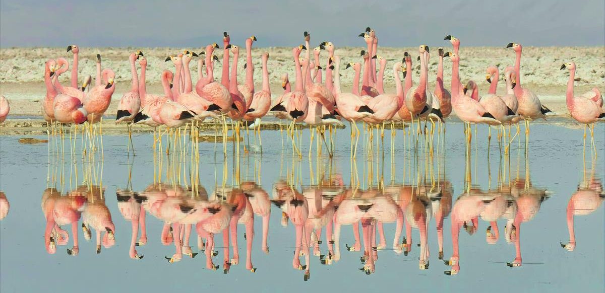 Flamingos in the series “Life in Color with David Attenborough.” Cr: Netflix