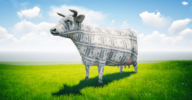 cash cow in green field
