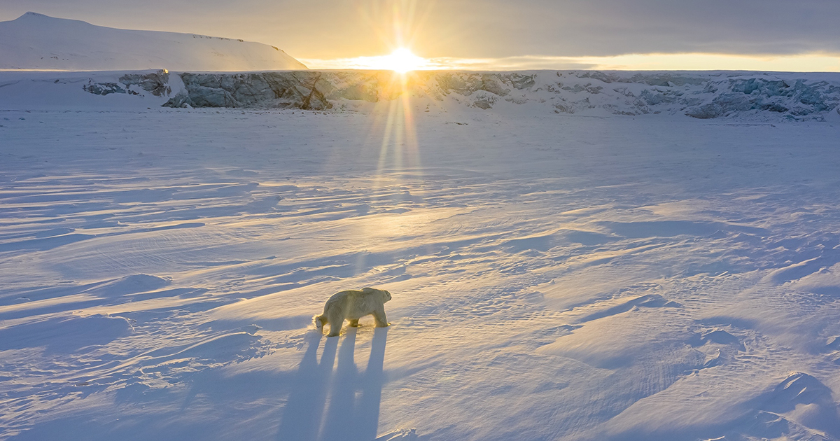 Disneynature’s “Polar Bear,” photo by Florian Ledoux. ©2022 Disney Enterprises, Inc. All Rights Reserved. 